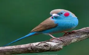 عکس زیبا از پرندگان