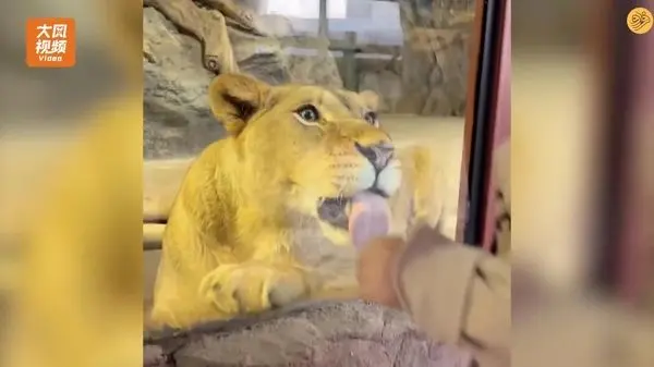 ویدئوی باورنکردنی از علف خوردن شیر نر!