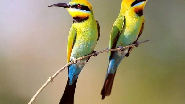 با ۱۰ پرنده گران‌قیمت در دنیا آشنا شوید