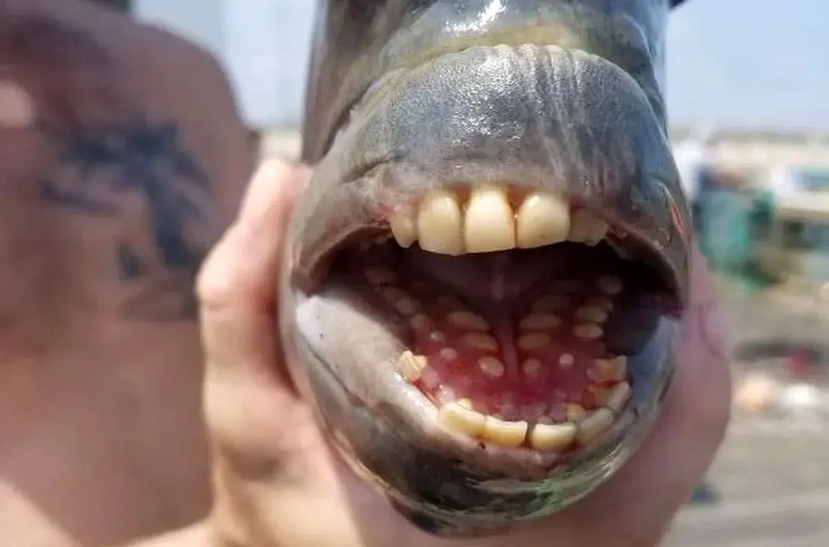 تصاویر باورنکردنی از یک ماهی که دندان‌هایی شبیه انسان دارد!