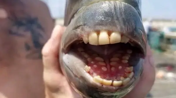 تصاویر شگفت‌انگیز از ماهی عجیبی که با پوستش می‌بیند!