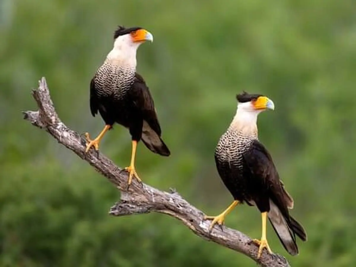 ویدئویی جالب از پرنده‌ای که به دزدی از حیوانات معروف است!