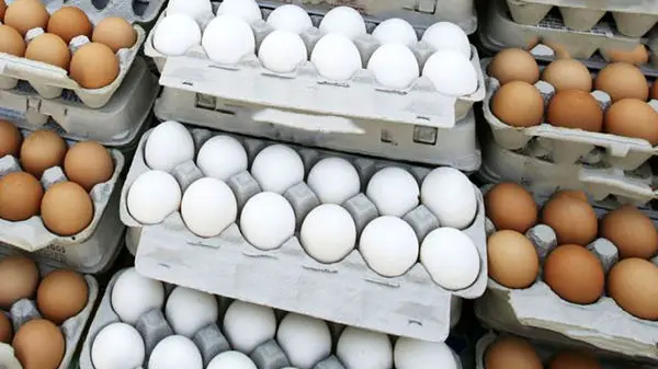قیمت تخم مرغ به زیر نرخ مصوب رفت