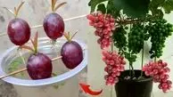 ویدئوی جالب از کاشت بی‌دردسر درخت انگور قرمز با حبه!