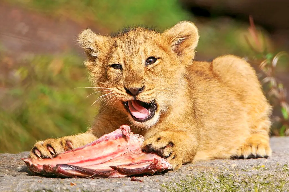 ویدئوی بانمک از وقتی بچه شیر‌ها برای اولین بار گوشت می‌خورند