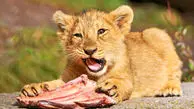 ویدئوی بانمک از وقتی بچه شیر‌ها برای اولین بار گوشت می‌خورند