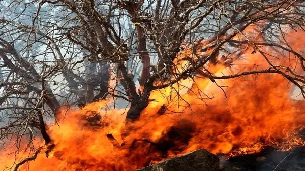 کردستان در آتش؛ تصویری از وسعت آتش‌سوزی در جنگل‌های مریوان!