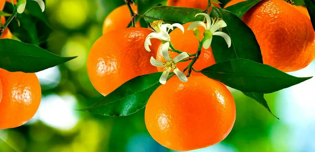 ۱۲ خاصیت معجزه‌آسای جوشانده برگ پرتقال
