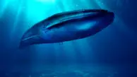 دانستنی‌های جالب درباره نهنگ آبی که نمی‌دانید!