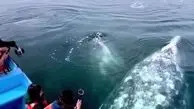 لحظات جادویی با نهنگ های غول پیکر خاکستری در کالیفرنیا