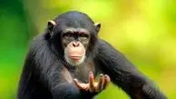 تولد نادرترین شامپانزه جهان + ویدئو