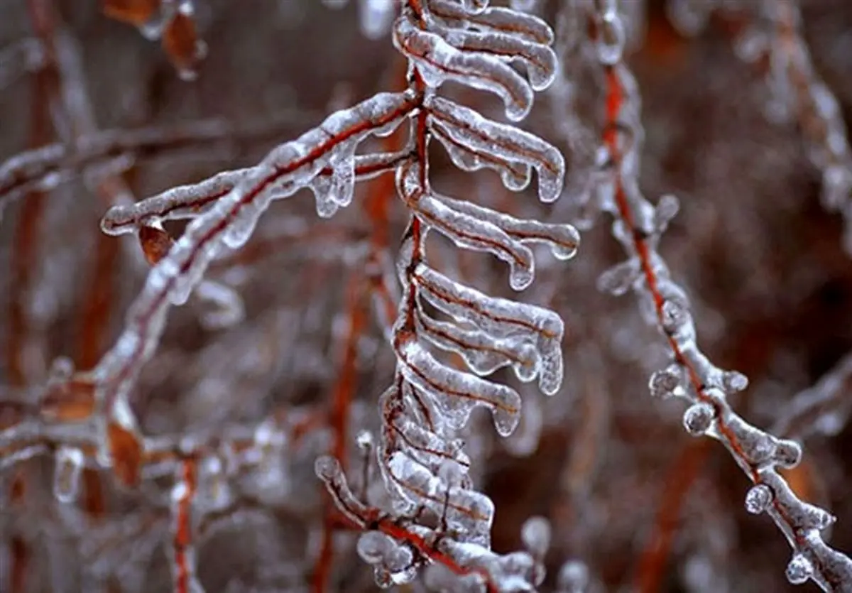 ویدئویی شگفت‌انگیز از درختان یخ زده شهرکرد در دمای منفی ٢۵ درجه!