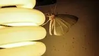 چرا حشرات به نور جذب می‌شوند؟