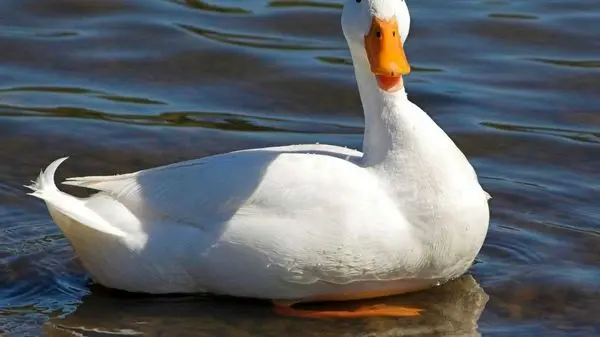 ویدئوی جالب تلاش بامزه جوجه اردک برای عبور از رودخانه خروشان!
