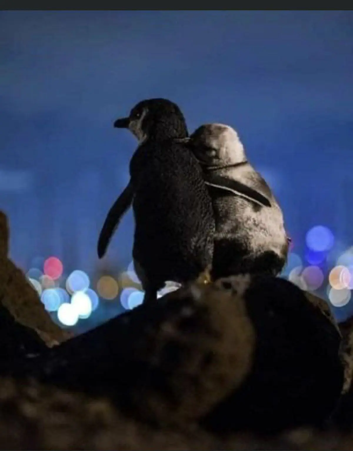 ملاقات پنگوئن‌های عاشق و عکسی که برنده جایزه مجله Oceanographic  شد!