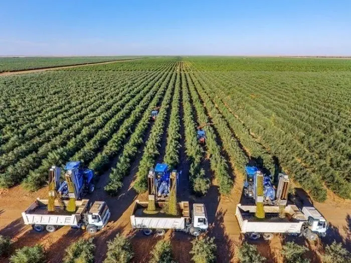 تصاویری از بزرگترین مزرعه زیتون مدرن جهان در عربستان