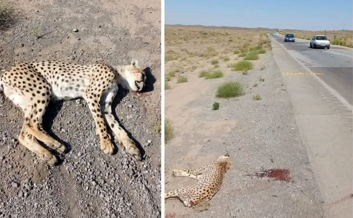 مرگ یک یوزپلنگ در تصادف جاده سبزوار+عکس