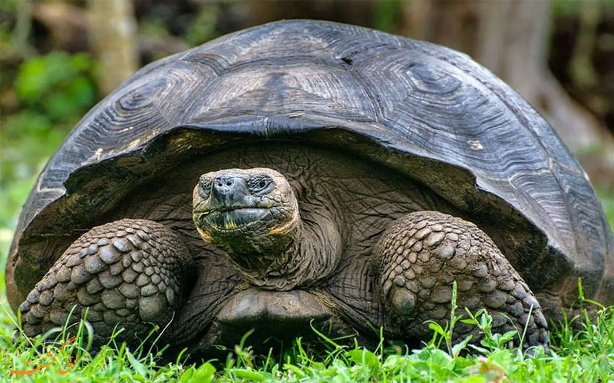 لحظه تلخ متلاشی شدن لاک‌پشت توسط کروکودیل غول‌ پیکر + ویدئو