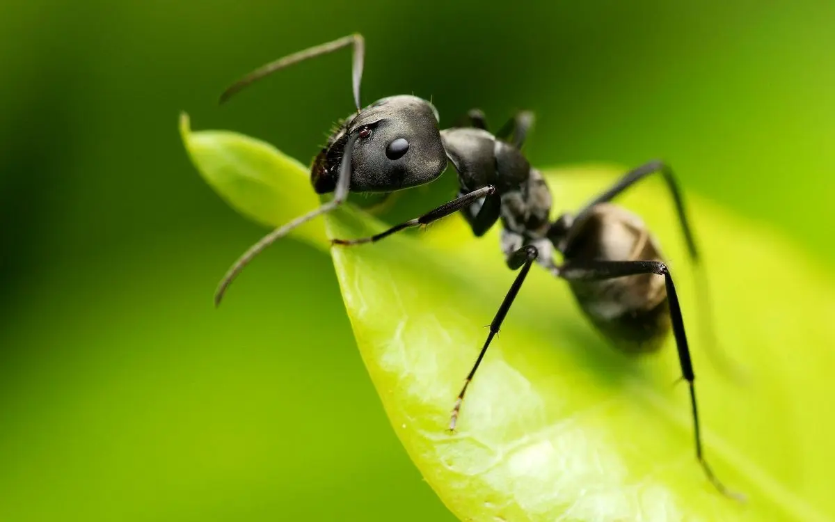 کشف جدید محققان؛ دکمه وحشت در مغز مورچه‌ها پیدا شد!