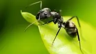 کشف جدید محققان؛ دکمه وحشت در مغز مورچه‌ها پیدا شد!