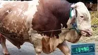 ویدئویی جالب از مزرعه پرورش گاوهای غول پیکر در اندونزی