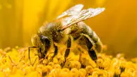 فواید باورنکردنی زهر زنبورعسل که نمی‌دانید