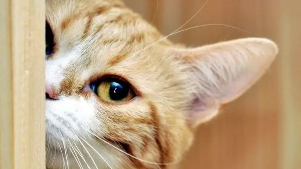 ویدئوی بانمک از واکنش بچه گربه به افتادن کلاه آفتابی روی سرش!