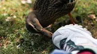 ویدئوی خنده‌دار حمله اردک عصبانی به مرد مزاحم!