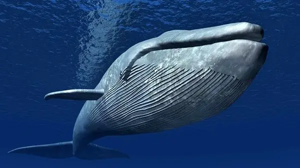 ویدئویی دلخراش از قتل‌عام نهنگ‌ها!