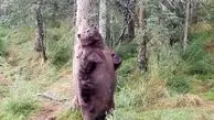 علت اینکه خرس‌ها خودشان را به درخت می‌مالند چیست؟