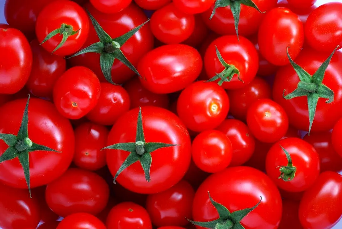 ویدئویی جالب از روند رشد گوجه‌فرنگی در خاک