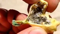 ویدئویی باورنکردنی از درخت عجیبی که میوه آن پشه است!