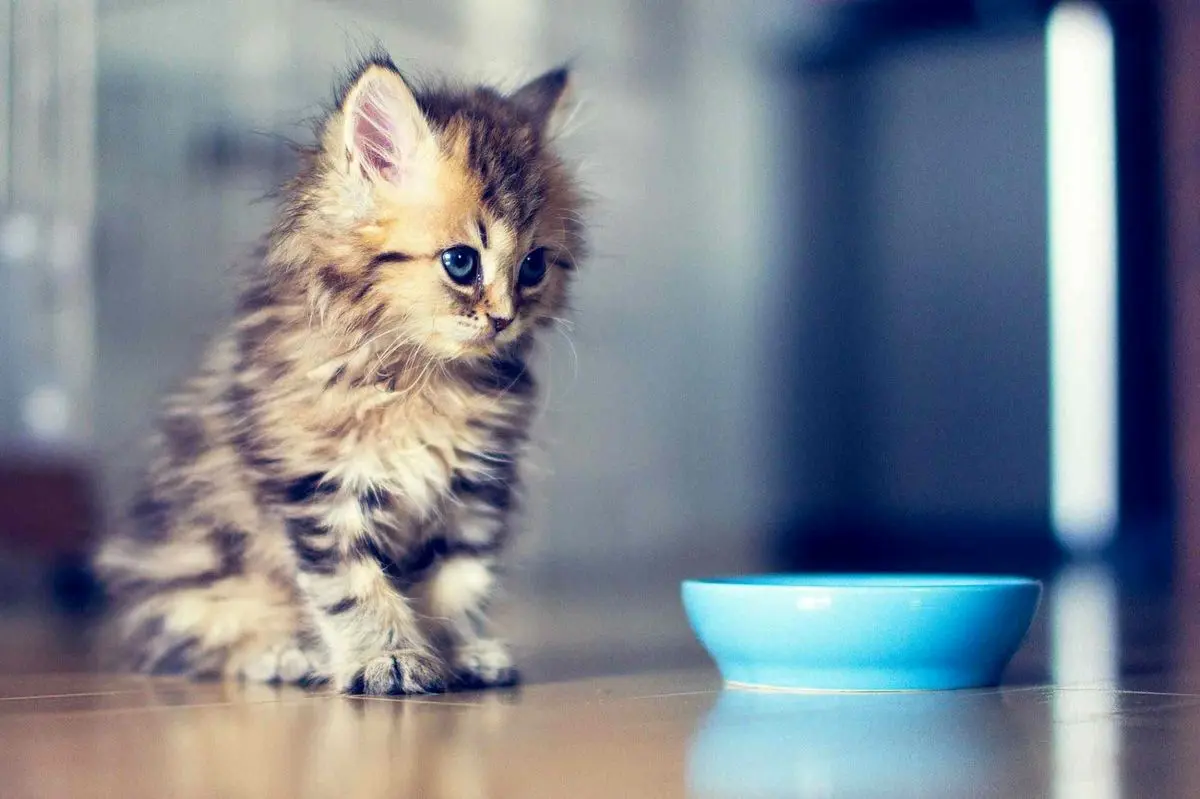 ویدئویی بانمک از قلدری یک بچه گربه هنگام غذا خوردن