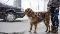 تصاویری دلخراش از له شدن یک سگ توسط راننده ناشی+ فیلم