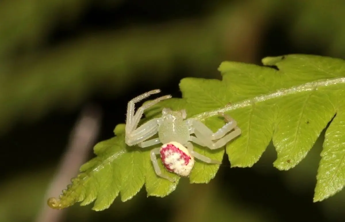 کشف عنکبوتی شبیه خرچنگ با چشم‌های عجیب