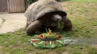 جشن تولد پیرترین لاک‌پشت ترکیه در ۱۰۳ سالگی!
