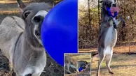 ویدئویی بامزه از یک خر که از خوشحالی سر از پا نمی‌شناسد!