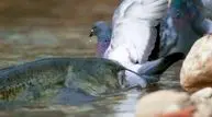 ویدئویی باورنکردنی از ماهی عجیب که کبوتران را شکار می‌کند!