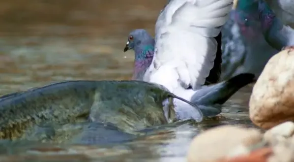 کبوتری با ظاهر عجیب و عضلانی! + ویدئو