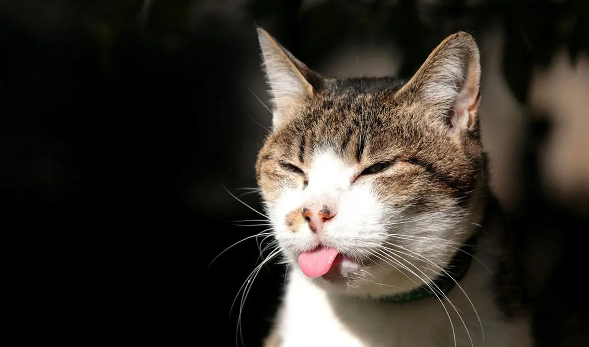 ویدئوی خنده‌دار از کشیده آب‌دار یک گربه به صورت رفیقش!