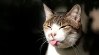 ویدئوی خنده‌دار از کشیده آب‌دار یک گربه به صورت رفیقش!