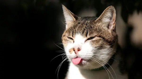 ویدئویی بامزه از شیر دادن گربه به جوجه تیغی‌های گرسنه!