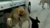 این گربه کاراته باز یک تنه حساب ۴ سگ را رسید! + ویدئو