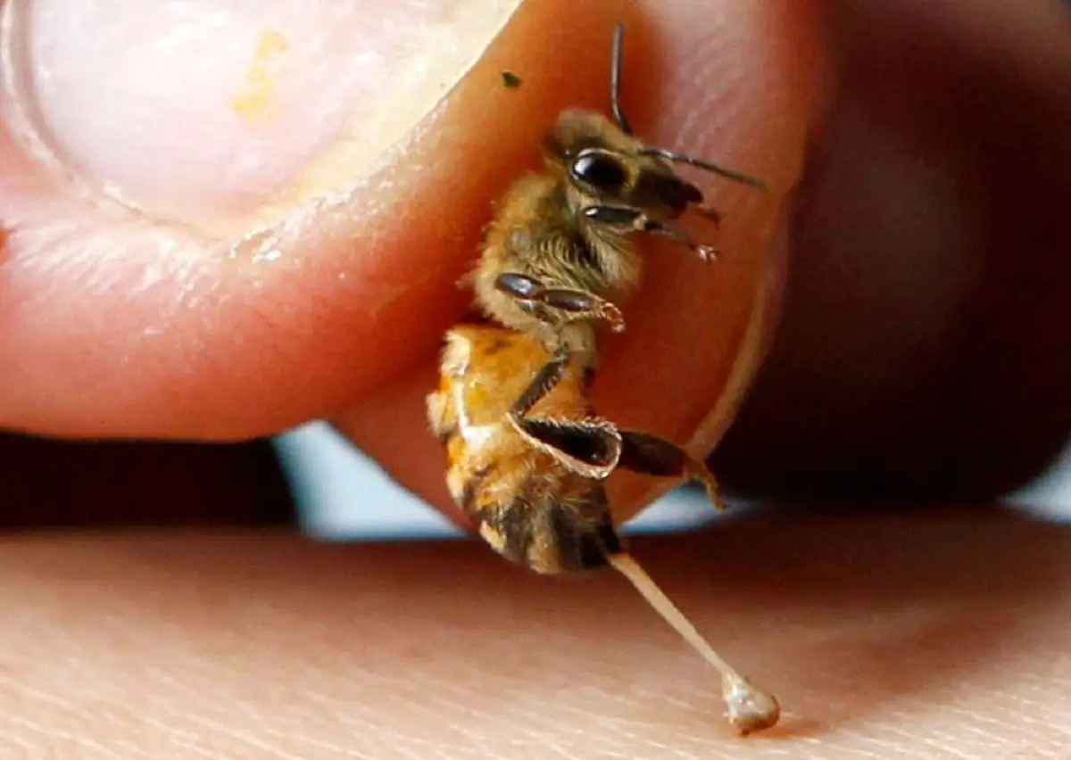 نحوه باورنکردنی عملکرد نیش زنبور عسل