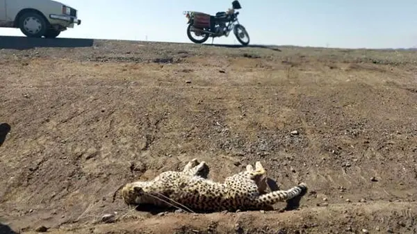 مرگ یک یوزپلنگ در تصادف جاده سبزوار+عکس