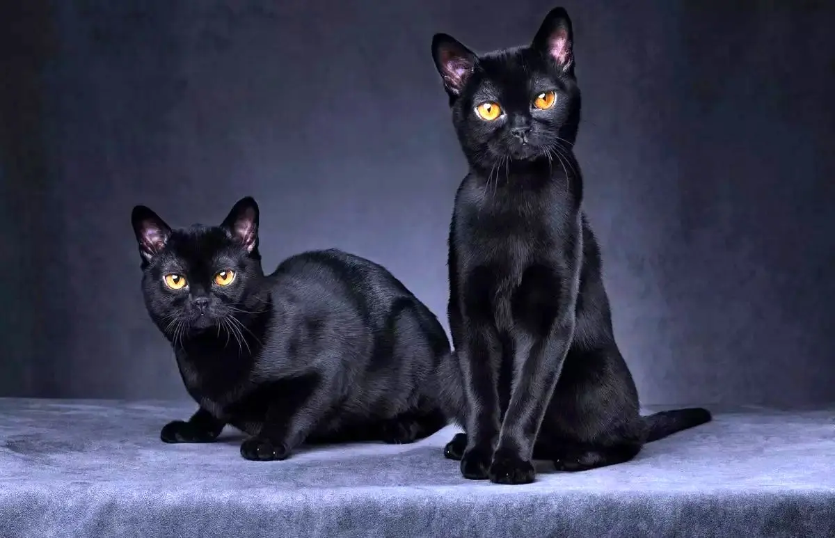چرا گربه‌های سیاه شهرت شیطانی دارند؟