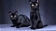 چرا گربه‌های سیاه شهرت شیطانی دارند؟
