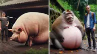 ویدئویی از چاق‌ترین حیوانات جهان که اضافه وزنشان شما را متعجب می‌کند!