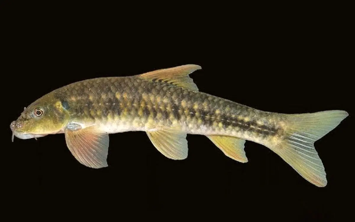 ماهی آکواریومی که دهانی مانند سلاح دارد! + ویدئو
