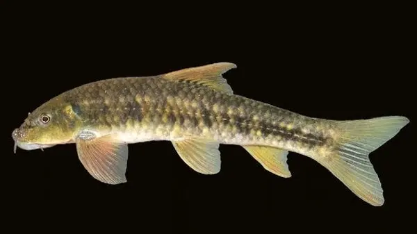 تصاویر باورنکردنی از یک ماهی که دندان‌هایی شبیه انسان دارد!